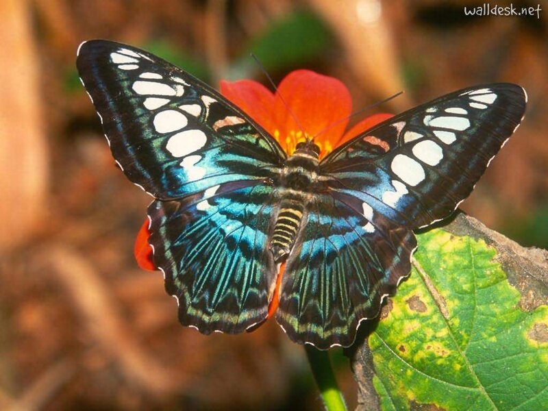 Blue and Black Butterfly — Natural, Afternoon, Photograph