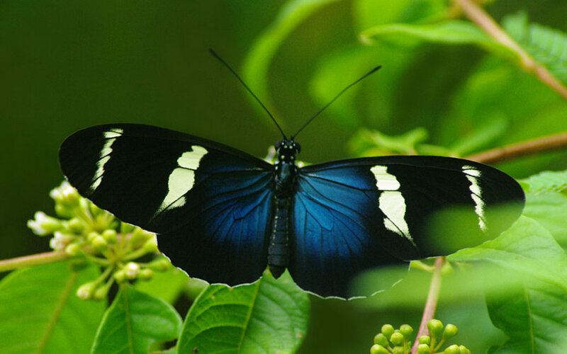 Blue and Black Butterfly — Natural, Afternoon