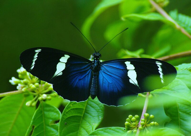 Blue and Black Butterfly — Natural, Photograph