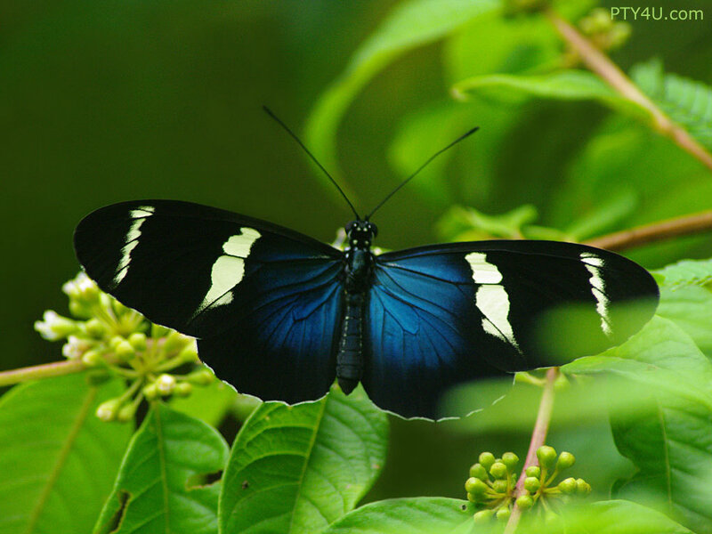 Blue and Black Butterfly — Natural