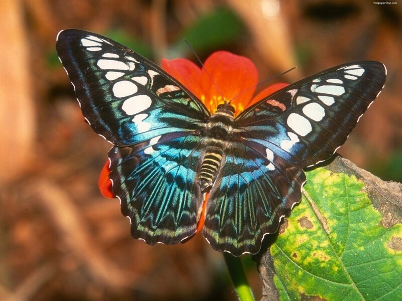 Blue and black butterfly on flower