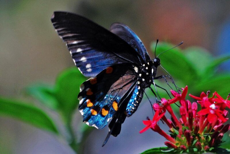 blue and black butterfly on flower