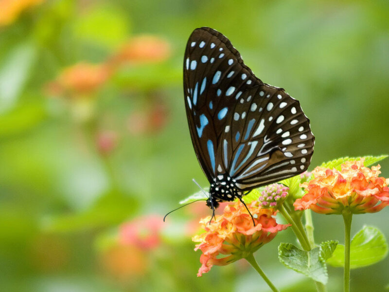 blue and black butterfly on flower
