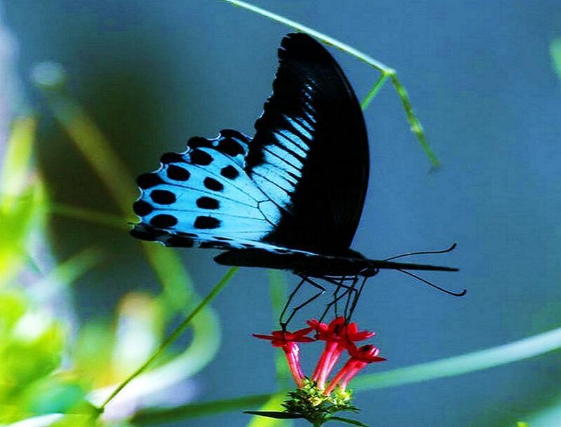 Blue and black butterfly on flower