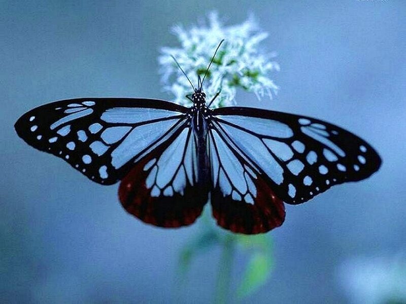 blue and black butterfly on flower