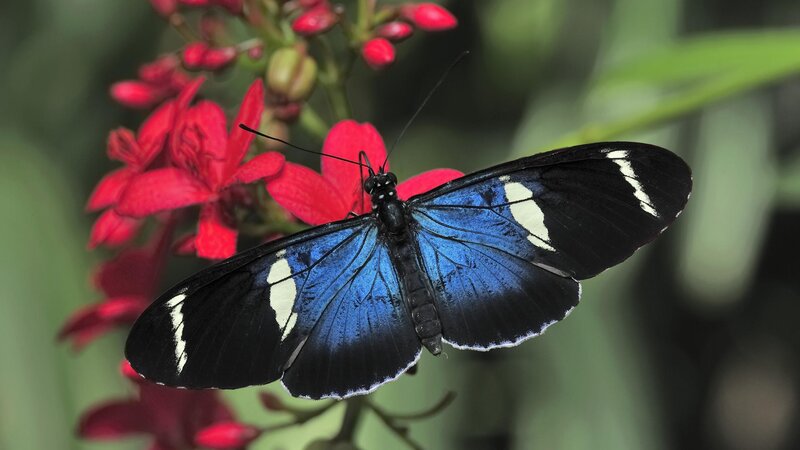 blue and black butterfly on flower