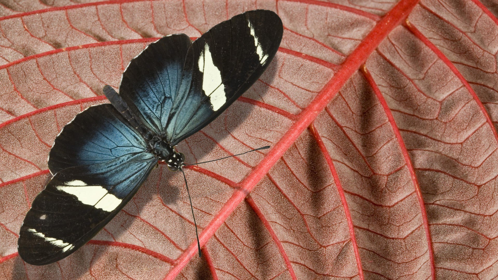 blue and black butterfly on leaf