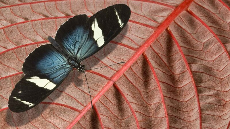 blue and black butterfly on leaf