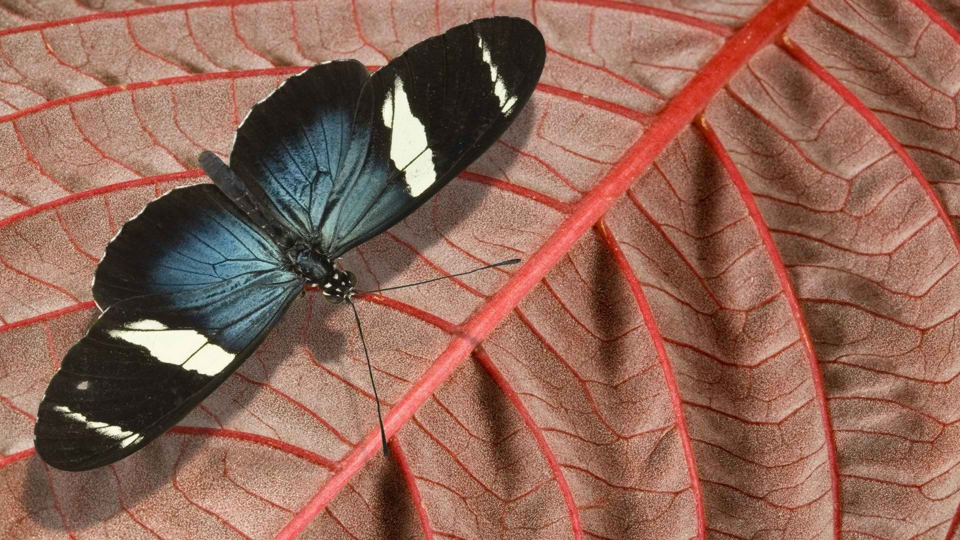 blue and black butterfly on leaf