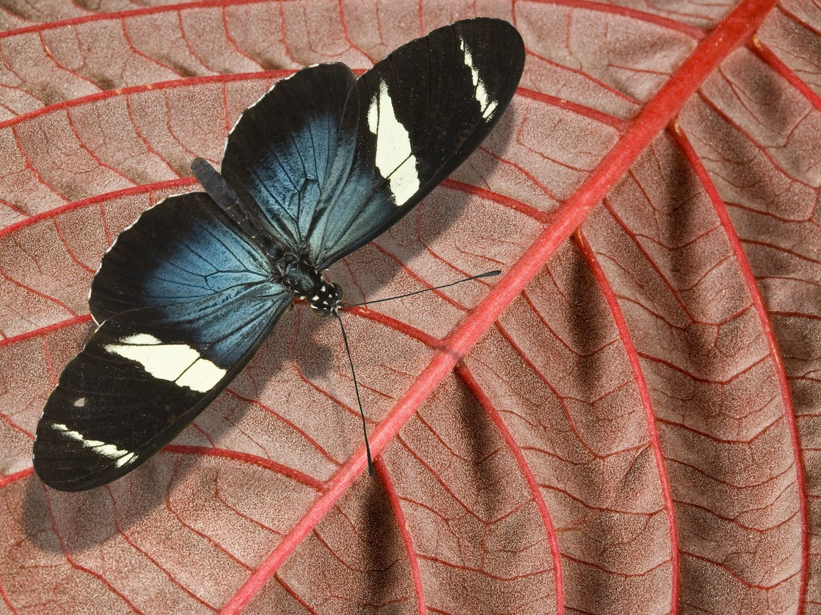 blue and black butterfly on leaf