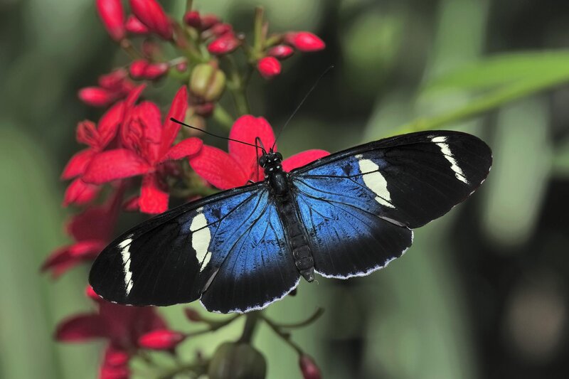 blue and black butterfly on red flower