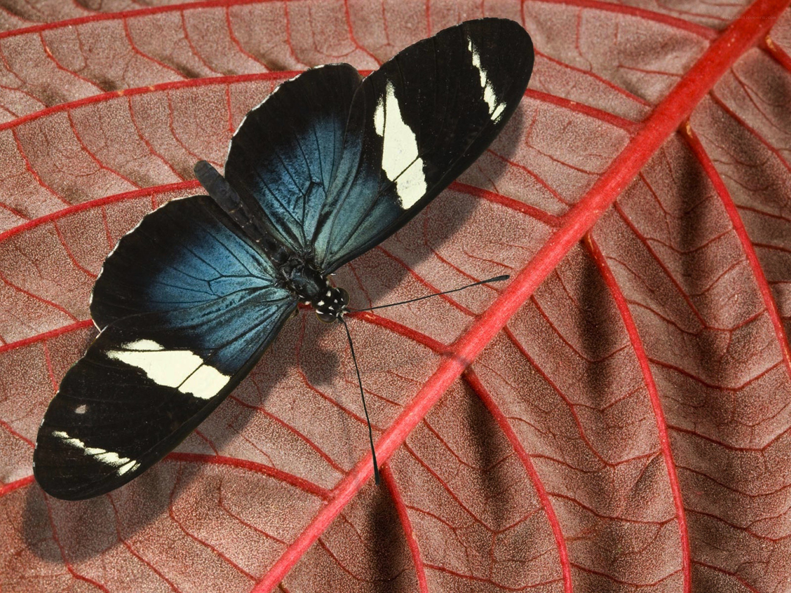 blue and black butterfly on red leaf
