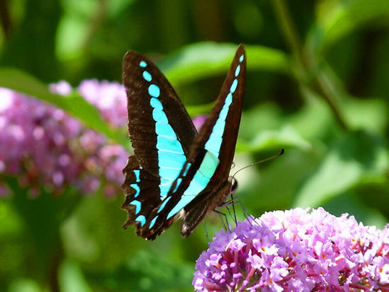 Blue and Black Butterfly — Serene