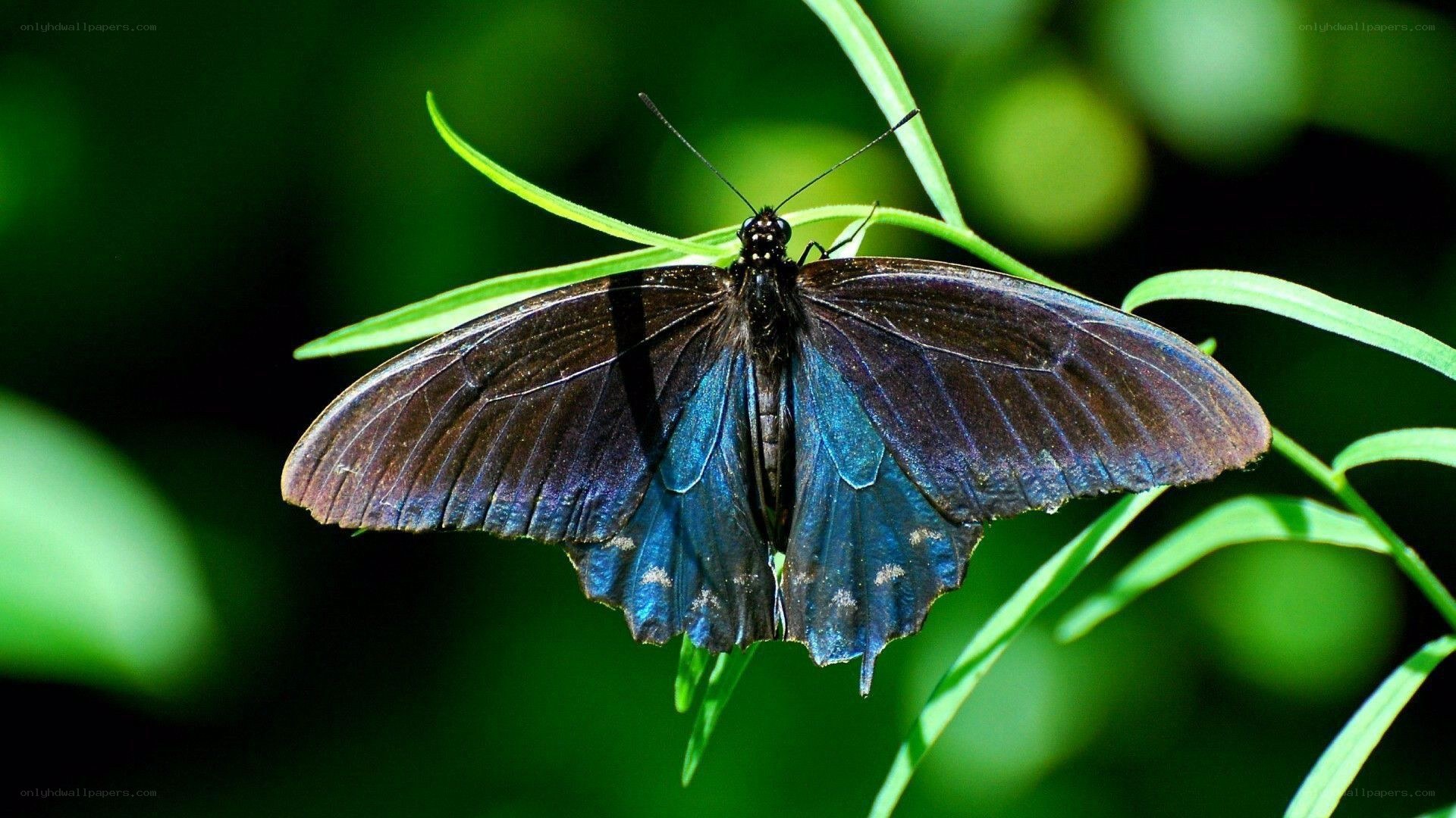 blue and black butterfly
