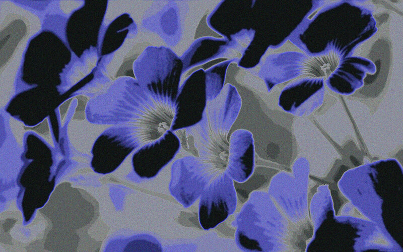 Blue and Black Flowers