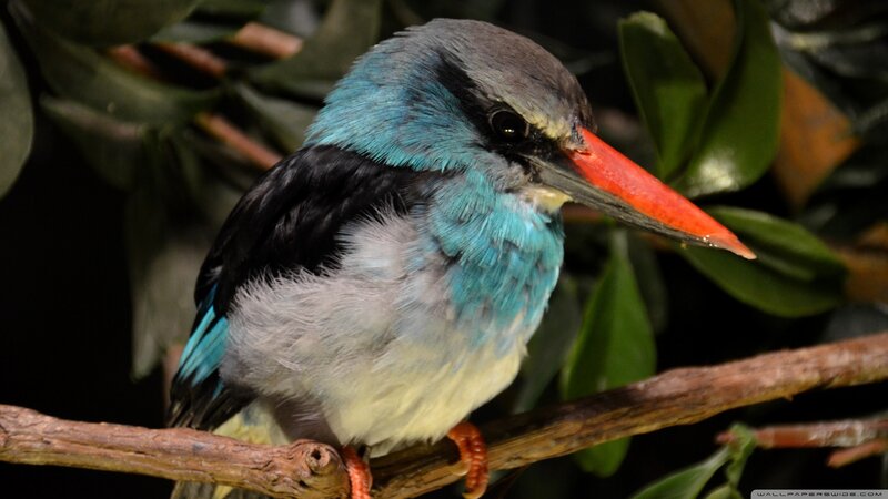 Blue-and-black Kingfisher