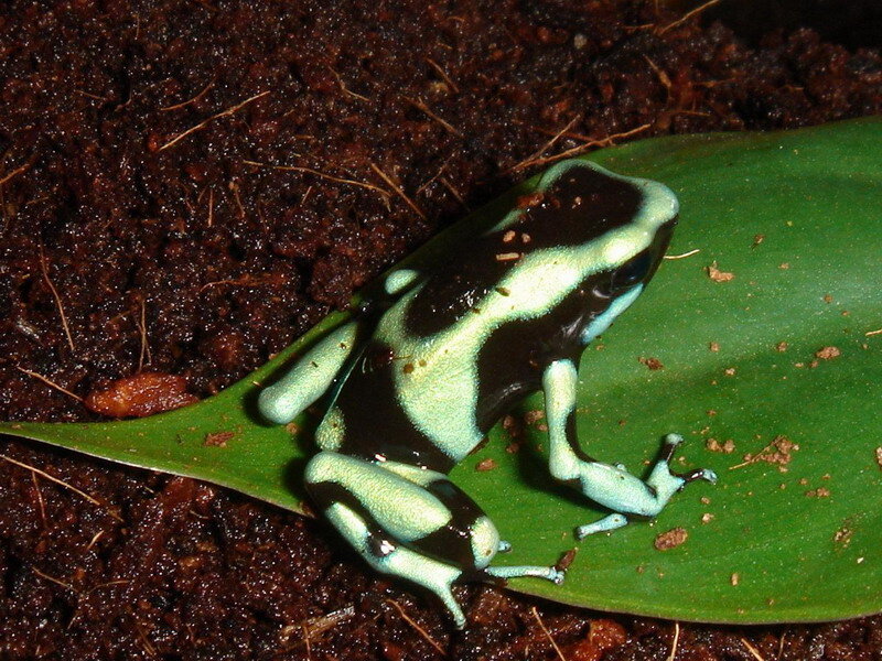 Blue and Black Poison Dart Frog — Green