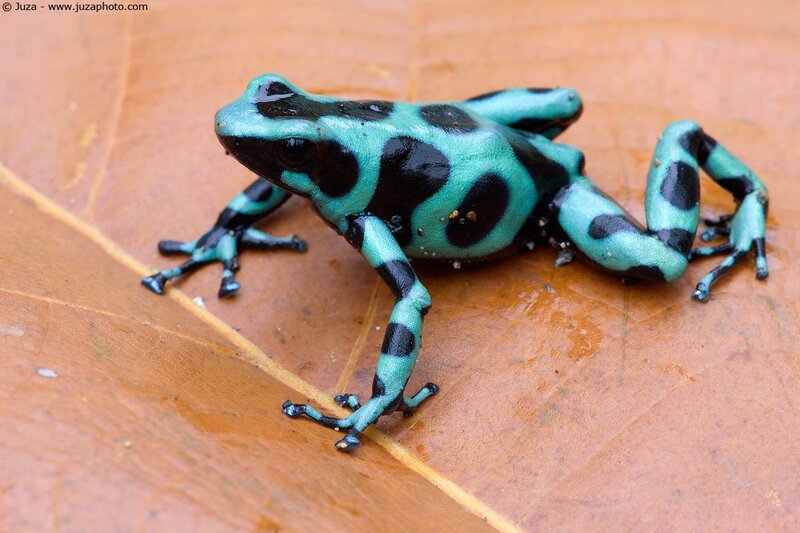 blue and black poison dart frog