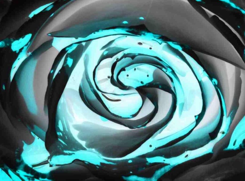 Blue and Black Rose