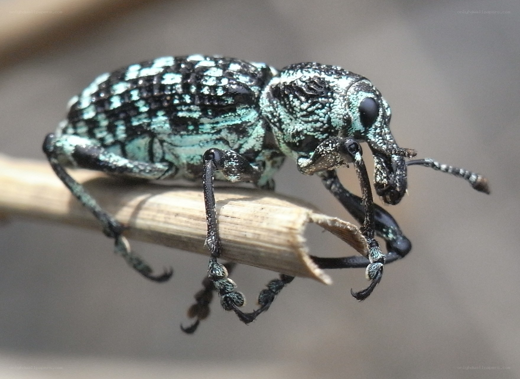 blue and black weevil on a twig