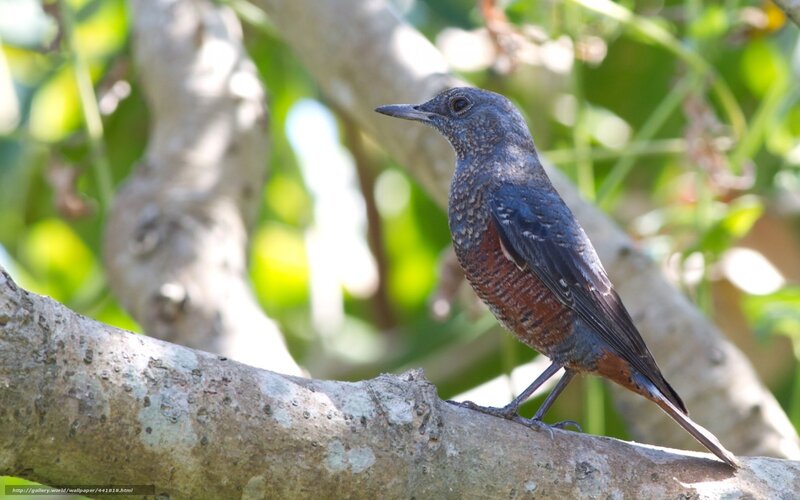 Blue and Brown Bird