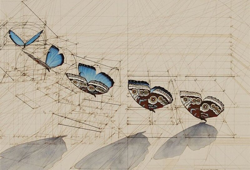 Blue and Brown Butterflies