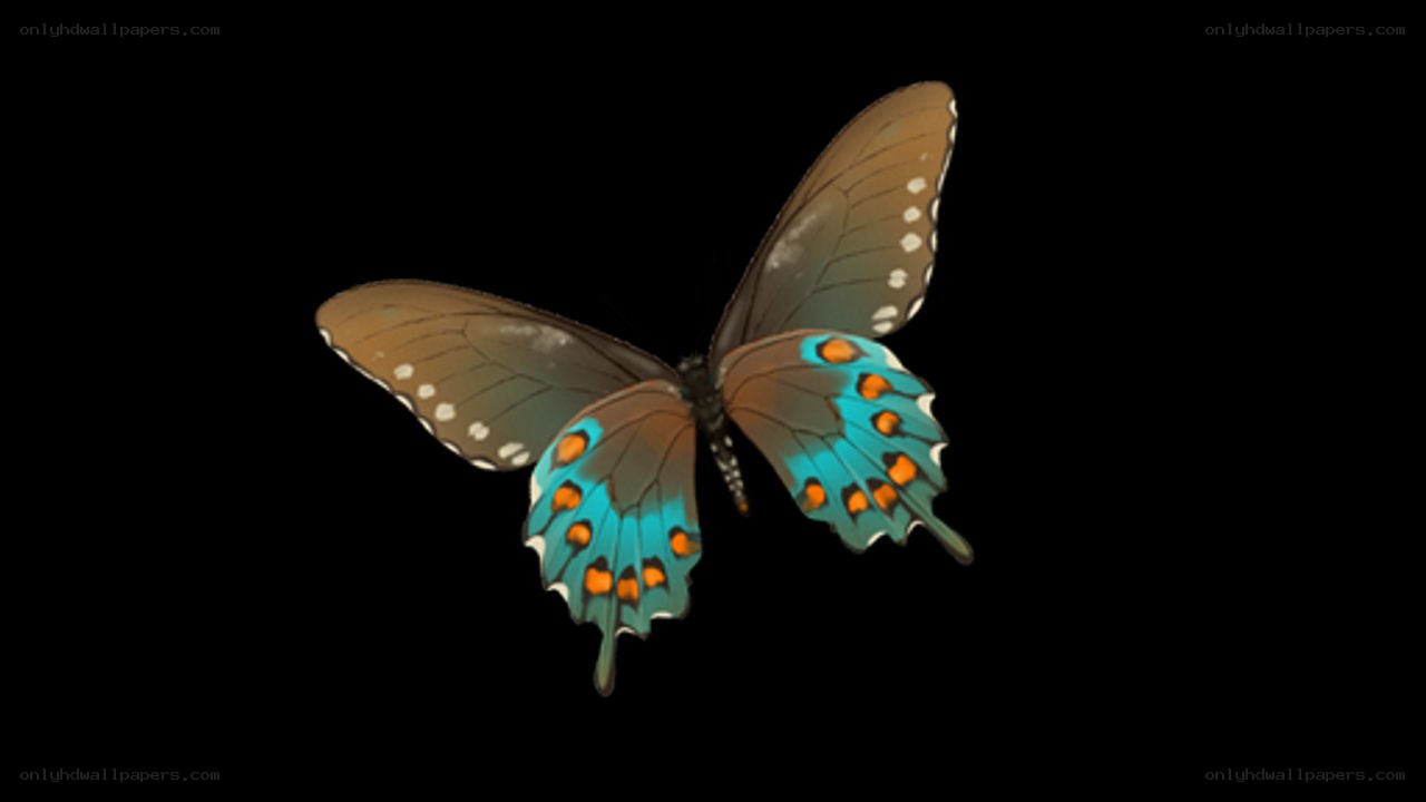 blue and brown butterfly
