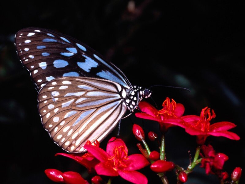 Blue and Brown Butterfly — Black, Dramatic, Photograph