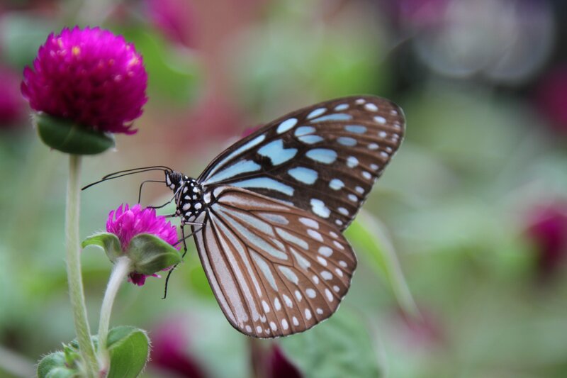 Blue and Brown Butterfly — Calm, Afternoon