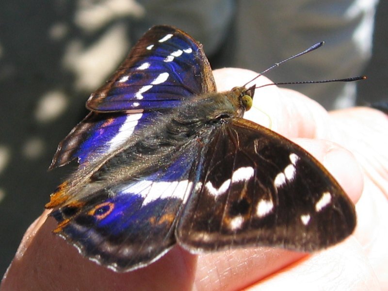Blue and Brown Butterfly — Calm