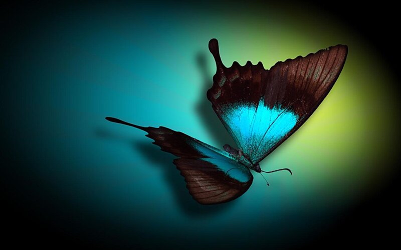 Blue and Brown Butterfly — Dramatic, Photograph