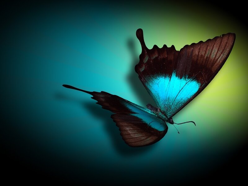 Blue and Brown Butterfly — Dramatic