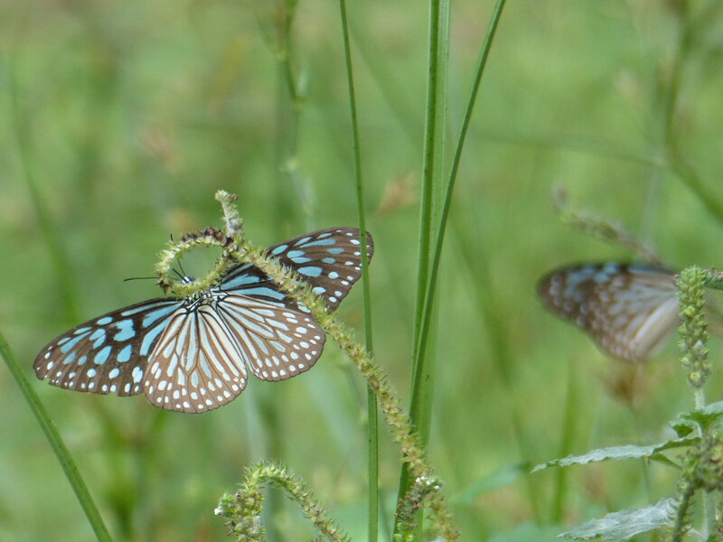 Blue and Brown Butterfly — Green