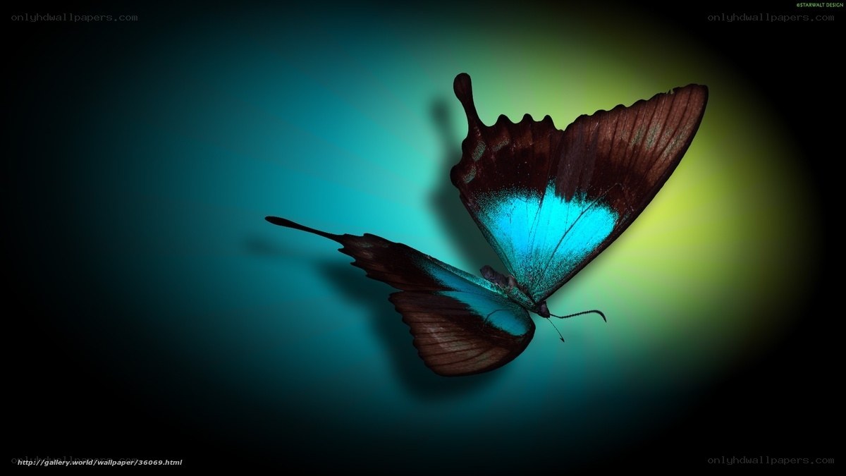 Blue and brown butterfly