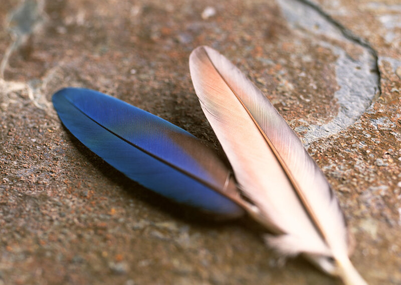 Blue and brown feathers on stone