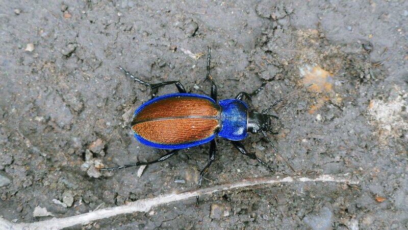 blue and copper beetle on ground