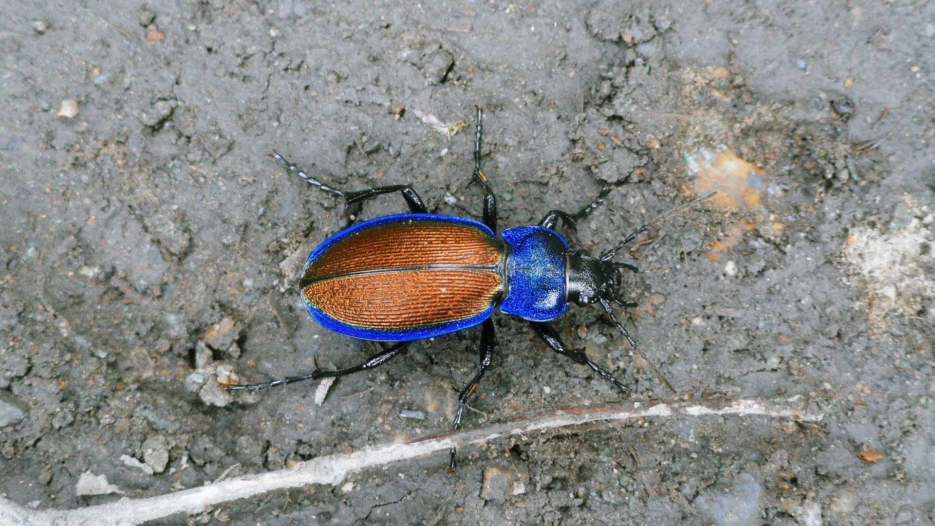 blue and copper beetle on ground