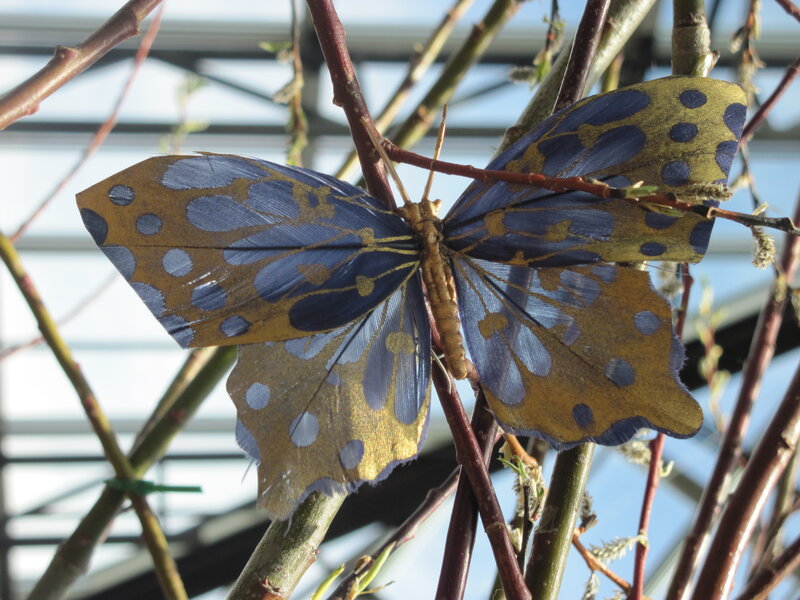 Blue and Gold Butterfly
