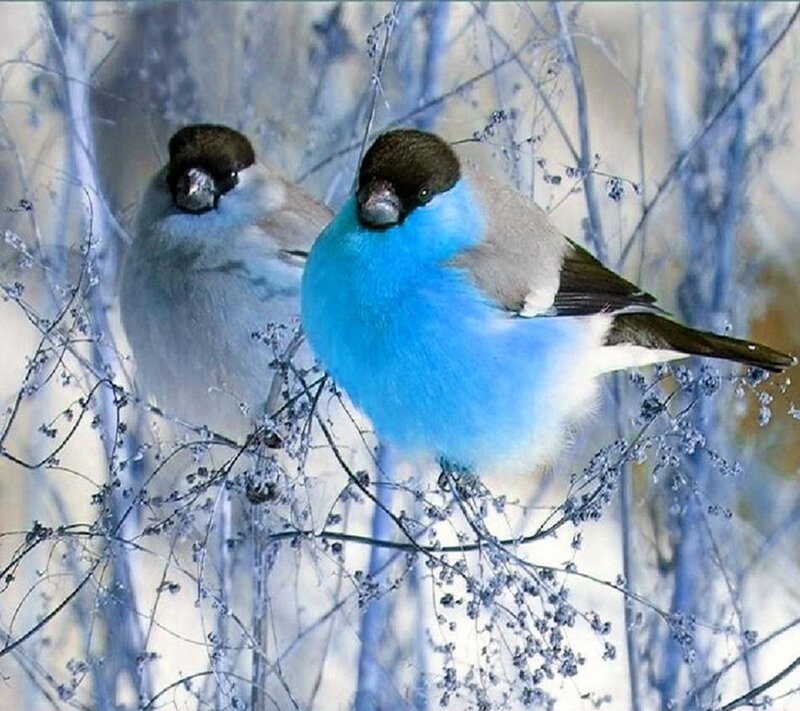 Blue and Gray Birds