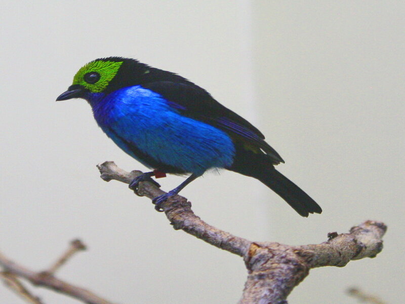 Blue and Green Bird — Calm