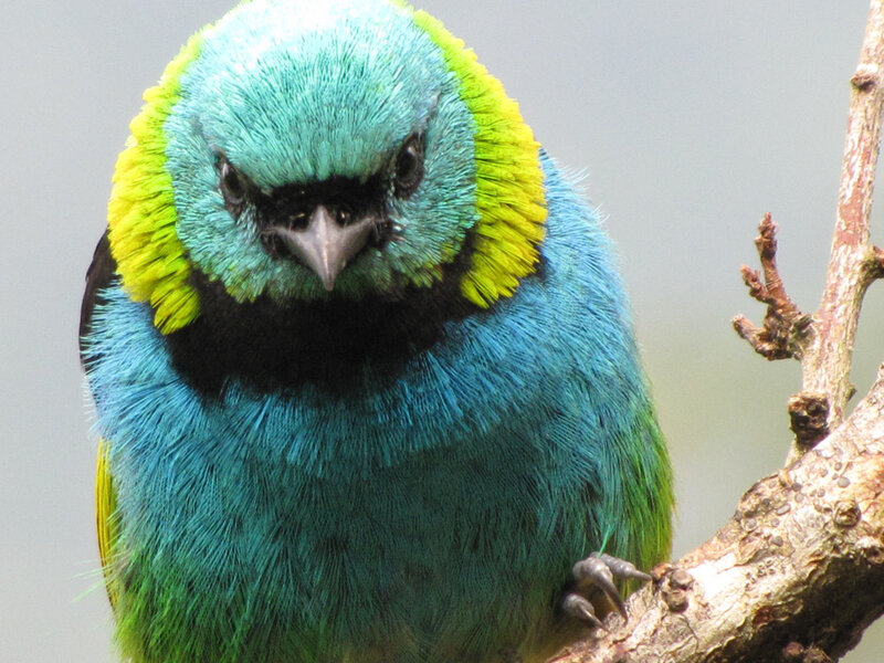 Blue and Green Bird