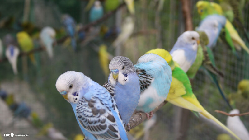 Blue and Green Budgerigars