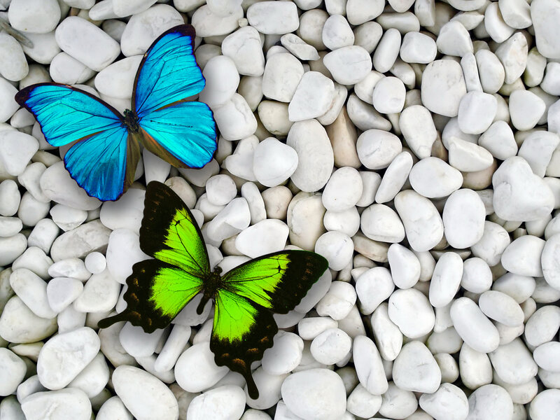 Blue and Green Butterflies — Serene