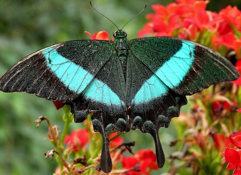 Blue and Green Butterfly — Black