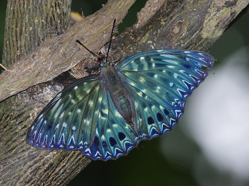 Blue and Green Butterfly — Natural