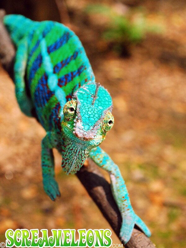 Blue and Green Chameleon