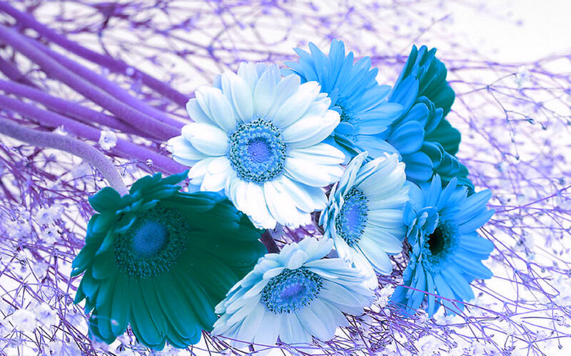 Blue and Green Daisies