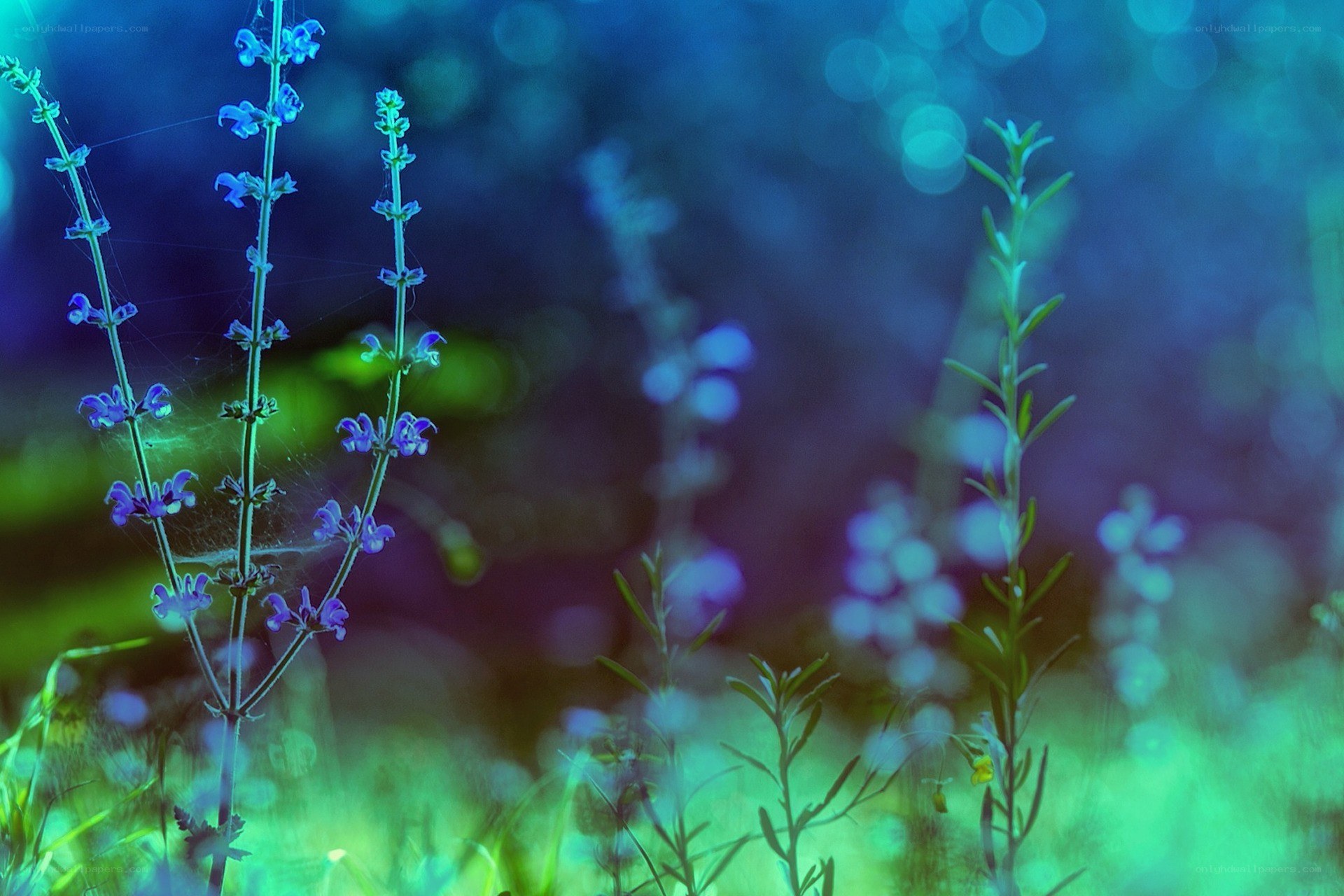 Blue and green flower stems
