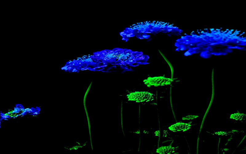 Blue and Green Flowers — Dramatic