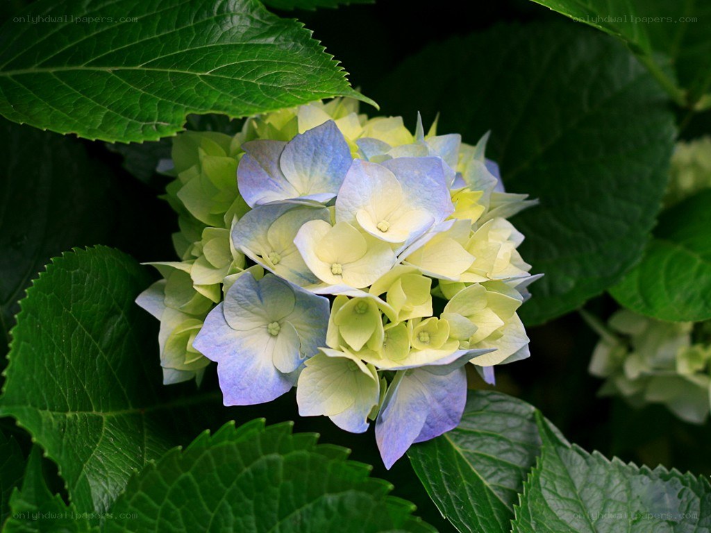blue and green hydrangea flower